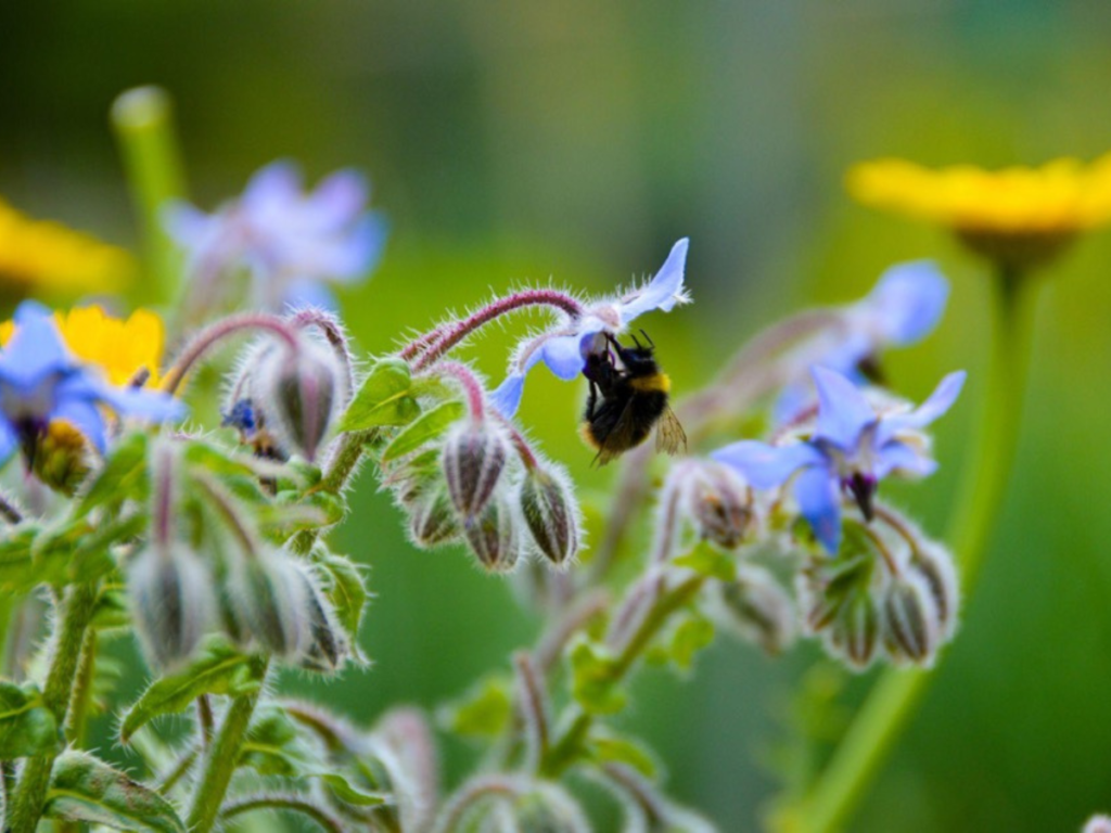 Bumble bee pollinating a plant